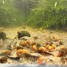 Load image into Gallery viewer, Orange Eyed Blue Tiger (OEBT)NEO PARAMETERS