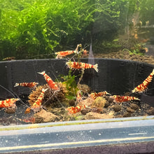 Load image into Gallery viewer, Red Galaxy Tiger