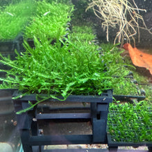Load image into Gallery viewer, Spiky Moss (Taxiphyllum sp.)
