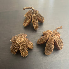 Load image into Gallery viewer, Crows Ash Pods - (Pods will come intact makes 12/15 segments)