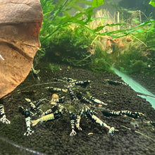 Load image into Gallery viewer, Black Galaxy Pinto