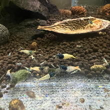 Load image into Gallery viewer, Blue Steel Shrimp (Caridina cf Cantonesis)