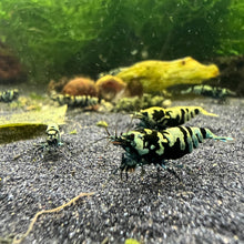 Load image into Gallery viewer, Shadow Galaxy Tiger