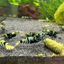 Load image into Gallery viewer, Shadow Galaxy Tiger