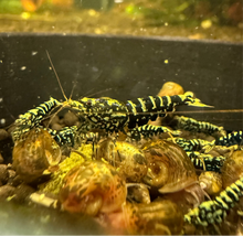 Load image into Gallery viewer, Black Galaxy Zebra