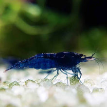 Load image into Gallery viewer, Blue Dream Neocaridina Shrimp