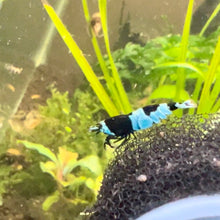 Load image into Gallery viewer, Shadow Panda (Caridina cf Cantonesis)
