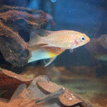 Load image into Gallery viewer, Apistogramma Macmasteri Gold