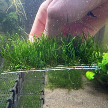 Load image into Gallery viewer, Flame Moss (Taxiphyllum sp. "Flame")