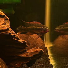 Load image into Gallery viewer, Pelvicachromis Sacrimontis
