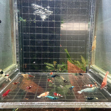 Load image into Gallery viewer, Mixed Caridina Pack (Skittle)