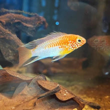 Load image into Gallery viewer, Apistogramma Macmasteri Gold