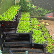 Load image into Gallery viewer, Christmas moss (VESICULARIA MONTAGNEI)