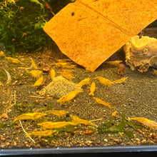 Load image into Gallery viewer, Yellow Neocaridina Shrimp