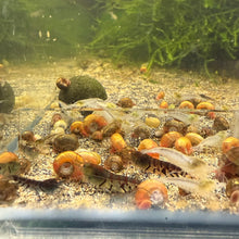 Load image into Gallery viewer, Orange Eyed Blue Tiger (OEBT)NEO PARAMETERS