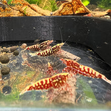 Load image into Gallery viewer, Red Galaxy Fishbone