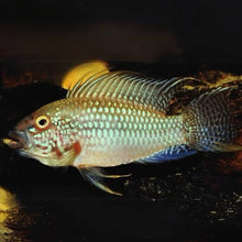 Load image into Gallery viewer, Apistogramma Megastoma