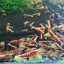 Load image into Gallery viewer, Red Galaxy Fishbone