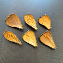 Load image into Gallery viewer, Aguna Pods (Swietenia Macrophylla)