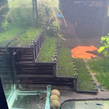 Load image into Gallery viewer, Flame Moss (Taxiphyllum sp. "Flame")