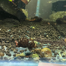 Load image into Gallery viewer, Blue Steel Shrimp (Caridina cf Cantonesis)