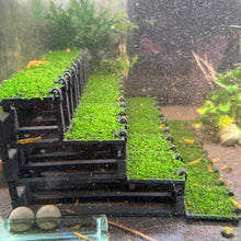 Load image into Gallery viewer, Weeping Moss (Vesicularia ferriei)