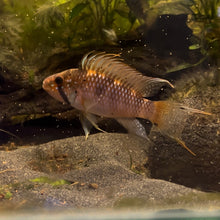 Load image into Gallery viewer, Apistogramma Barlowi
