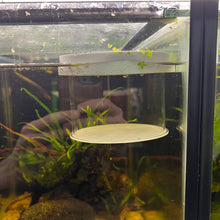 Load image into Gallery viewer, Brine shrimp strainer & Shrimp & Fry separator ideal for growing out fry and photography of shrimp.