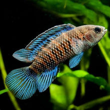 Load image into Gallery viewer, Blue Badis (Badis Badis)