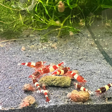 Load image into Gallery viewer, Wine Red Panda (Caridina cf Cantonesis)