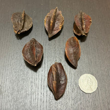 Load image into Gallery viewer, Kumbuk Pods