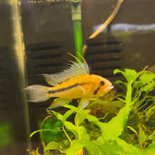 Load image into Gallery viewer, Apistogramma Cacatuoides Wild