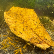 Load image into Gallery viewer, Racoon Tiger (Caridina mariae) NEO PARRAMETERS!!