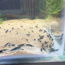 Load image into Gallery viewer, Niskai Aquatics Bio-Boost Foundation 60gram