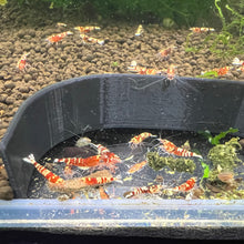 Load image into Gallery viewer, Red Galaxy Tiger