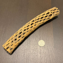 Load image into Gallery viewer, Teddy Cholla Wood Long 30cm