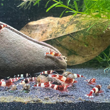 Load image into Gallery viewer, Wine Red Panda (Caridina cf Cantonesis)