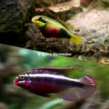 Load image into Gallery viewer, Pelvicachromis Sacrimontis