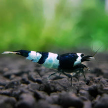 Load image into Gallery viewer, Black Panda (Caridina cf Cantonesis)