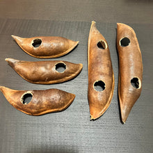 Load image into Gallery viewer, Black Bean Pod Caves