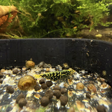 Load image into Gallery viewer, Black Galaxy Fishbone SNF