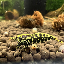 Load image into Gallery viewer, Black Galaxy Fishbone SNF