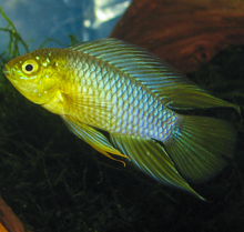Load image into Gallery viewer, Apistogramma Borellii Yellow Blue