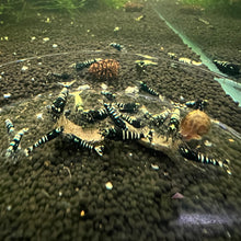 Load image into Gallery viewer, Black Galaxy Pinto