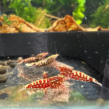 Load image into Gallery viewer, Red Galaxy Fishbone