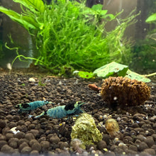 Load image into Gallery viewer, Mosura Blue Bolt (Caridina cf Cantonesis)