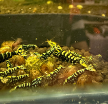 Load image into Gallery viewer, Black Galaxy Zebra