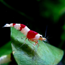 Load image into Gallery viewer, CRS (CRYSTAL RED) NEO PARRAMETERS!!