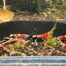 Load image into Gallery viewer, Red Galaxy Tiger