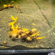 Load image into Gallery viewer, Yellow Neocaridina Shrimp